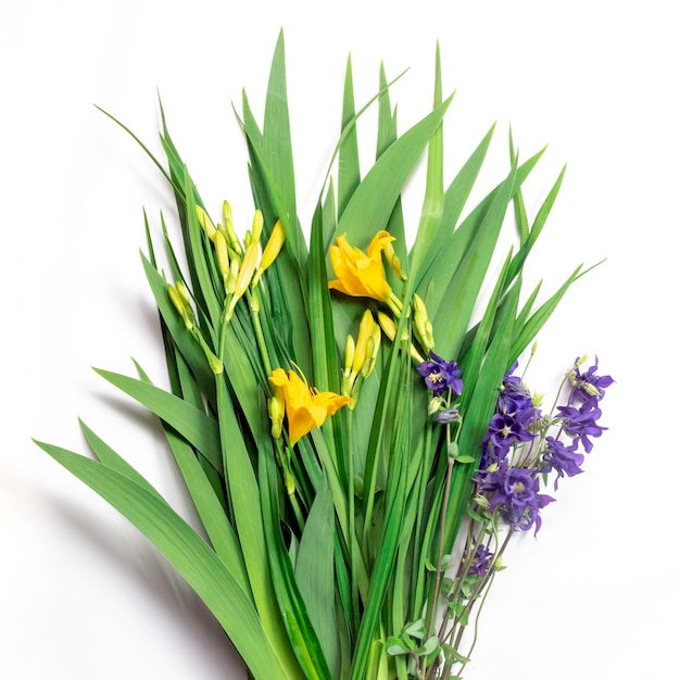 Folhas verdes frescas botões de lírio amarelosinos azuis e gotas de orvalhoBelo fundo natural