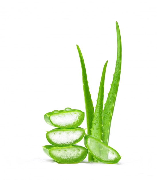 Folhas verdes frescas de aloe vera no fundo branco