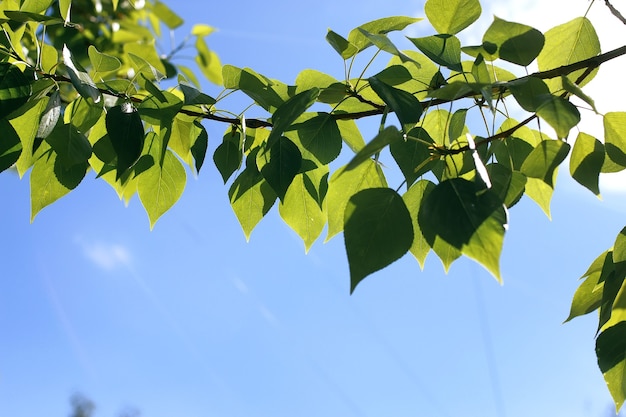 Folhas verdes frescas de árvores em um céu azul claro