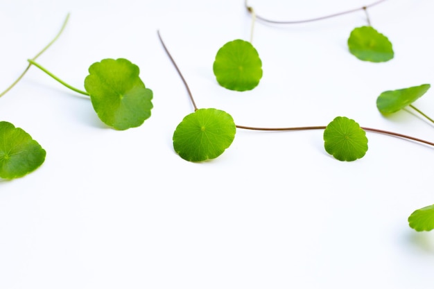 Folhas verdes frescas de centella asiática em fundo branco