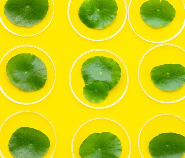 Folhas verdes frescas de centella asiatica em placas de petri em fundo amarelo