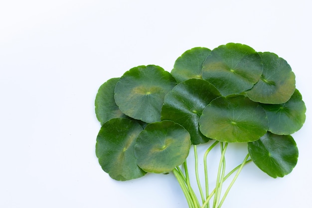 Folhas verdes frescas de centella asiática ou planta de erva-cidreira