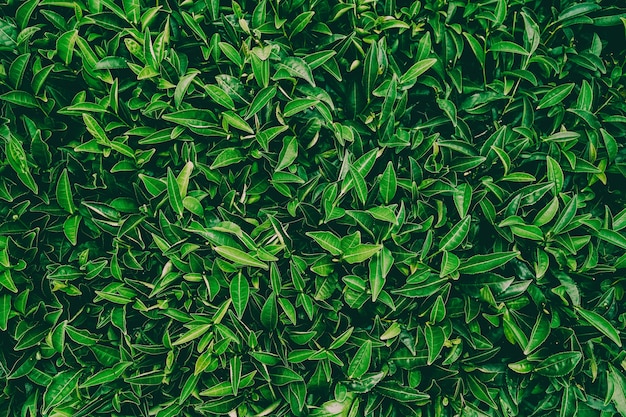 Folhas verdes frescas de chá. plantações de chá. sochi rússia