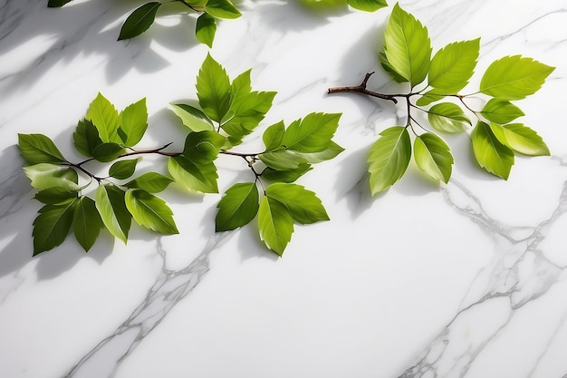 Folhas verdes frescas de primavera em galhos à luz do sol com sombra em paredes de azulejos de mármore branco mesa de madeira espaço de cópia