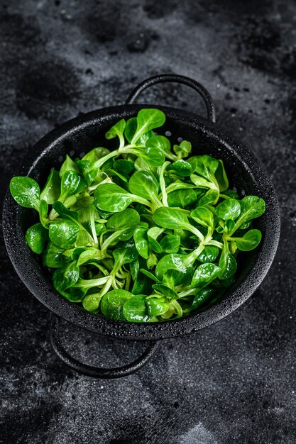 Folhas verdes frescas de salada de milho, alface de cordeiro em uma peneira