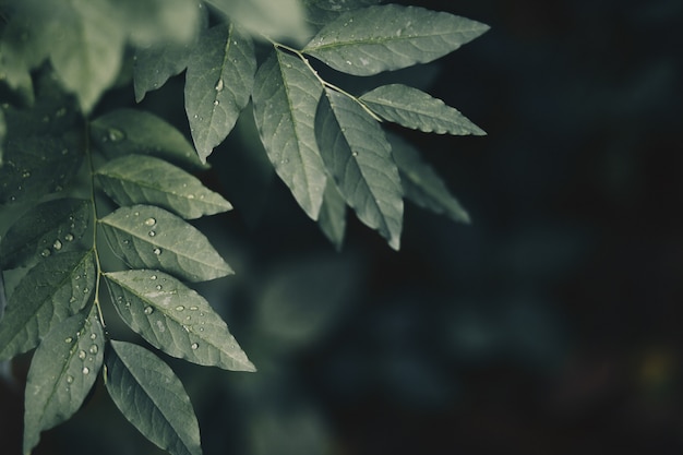 Folhas verdes frescas depois da chuva