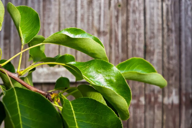 Folhas verdes frescas em um galho em um espaço de madeira