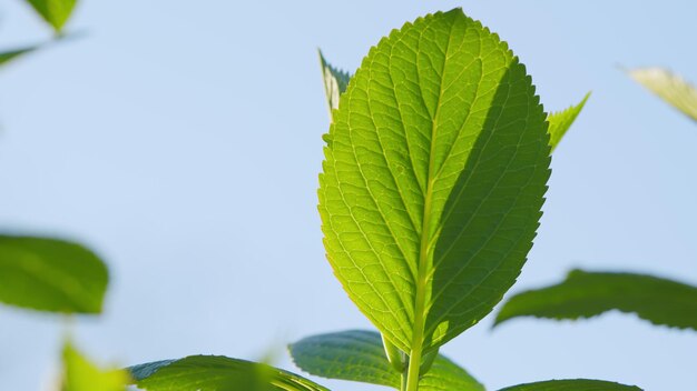 Folhas verdes frescas fundo folha verde fresca de uma árvore na primavera parque ensolarado pan de tempo