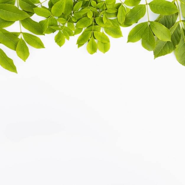 Folhas verdes frescas isoladas no fundo branco