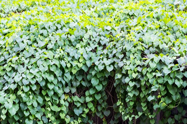 Folhas verdes frescas moldam o coração no telhado