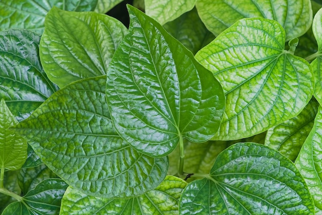 Folhas verdes frescas na temporada de vegetação de fundo