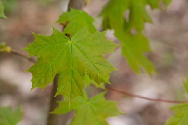 Folhas verdes frescas no galho na primavera