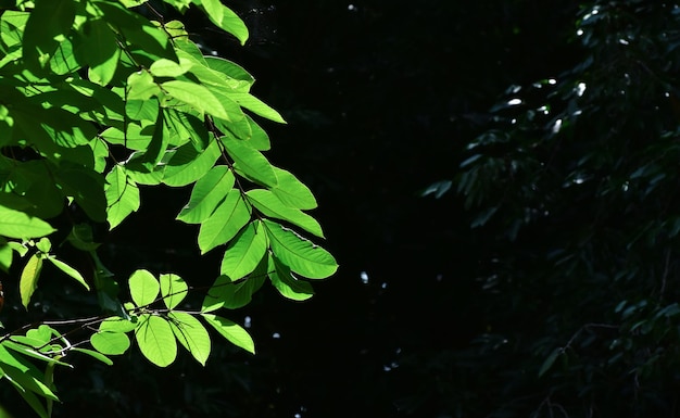 Folhas verdes frescas para o fundo