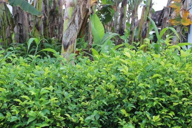 Folhas verdes frescas pela manhã