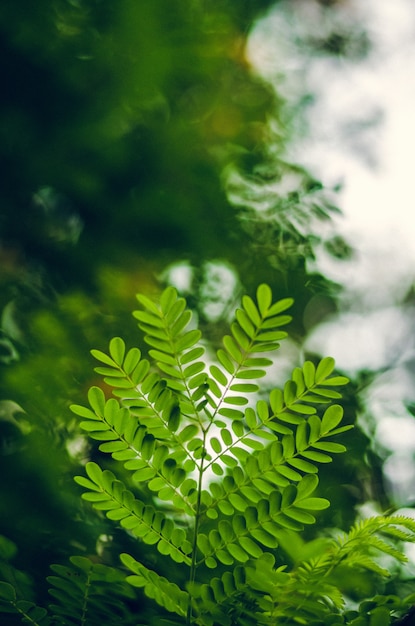 Folhas verdes frescas