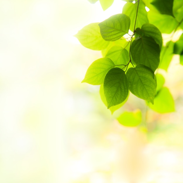 Folhas verdes frescas