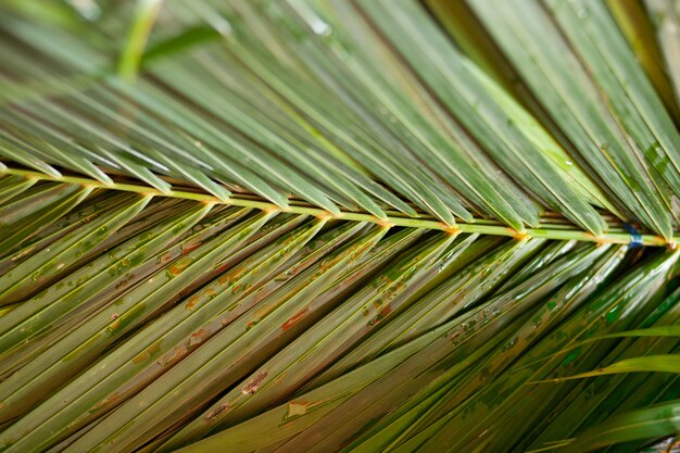 Folhas verdes frescas.