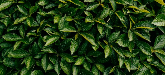 Folhas verdes fundo escuro da natureza