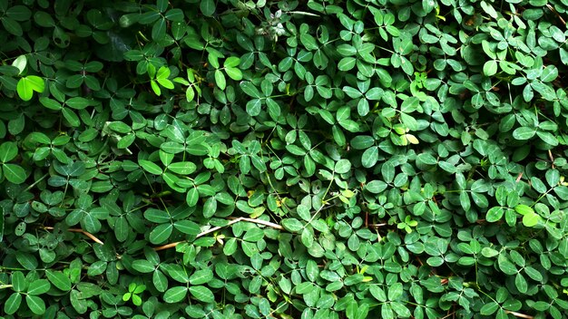 folhas verdes fundo, natureza planta, grama verde verão ao ar livre