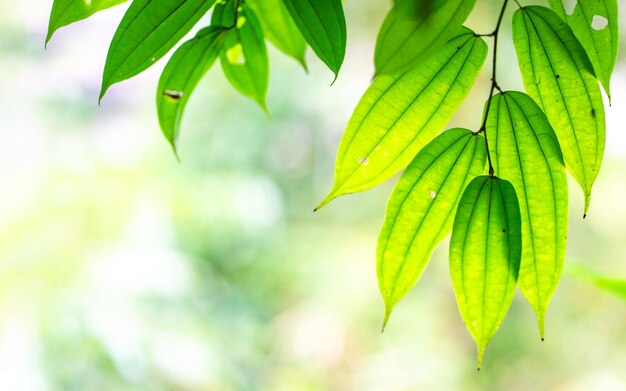 Folhas verdes iluminação de fundo de foco suave