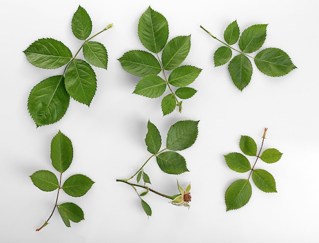 Folhas verdes isoladas no branco