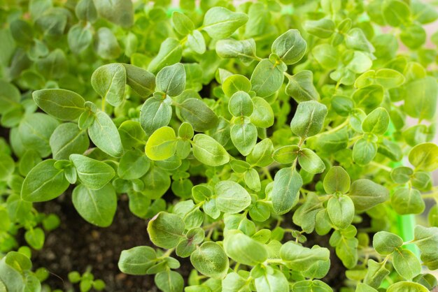 Folhas verdes jovens de mudas de fazenda fechadas