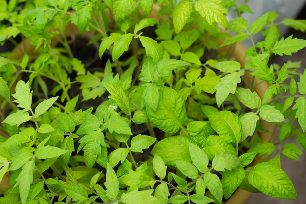 Folhas verdes jovens de mudas de fazenda