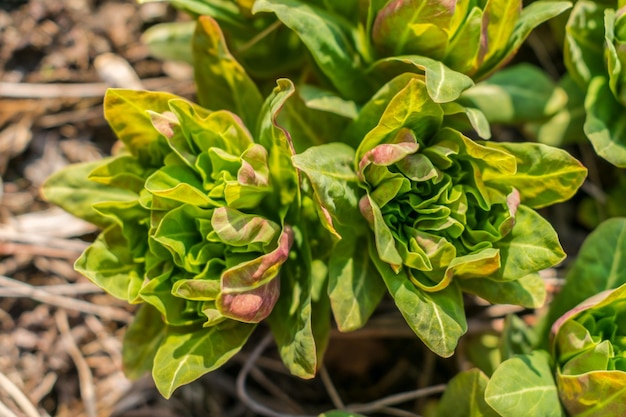 Folhas verdes jovens entre a grama na primavera