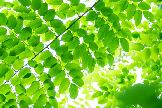 Folhas verdes, linda natureza estão crescendo.