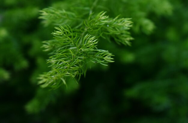 folhas verdes lindas folhas verdes natureza