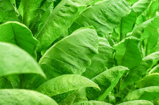 folhas verdes maduras de tabaco turco crescem em uma fazenda de tabaco. conceito de cultivo de tabaco