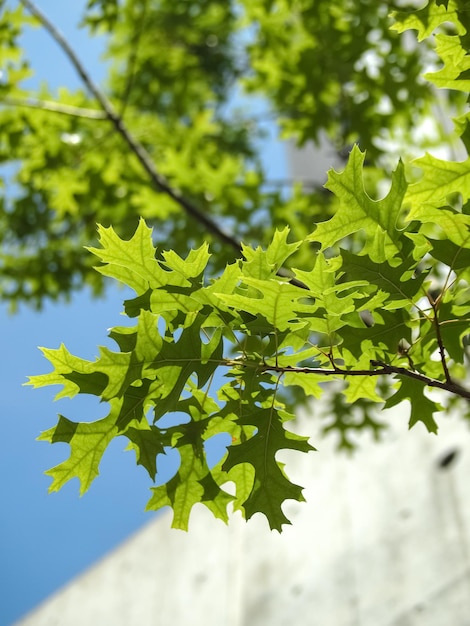 Folhas verdes na árvore de bordo com céu azul.