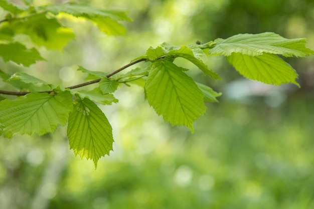 Folhas verdes na árvore