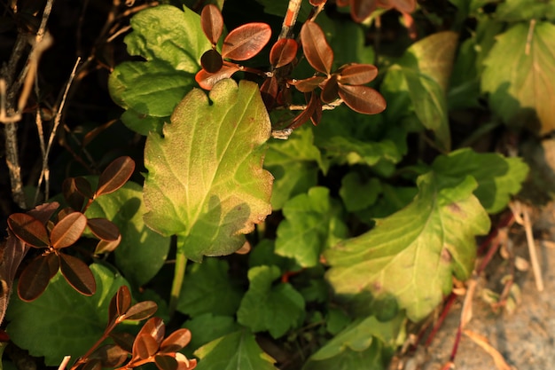 Folhas verdes na coréia