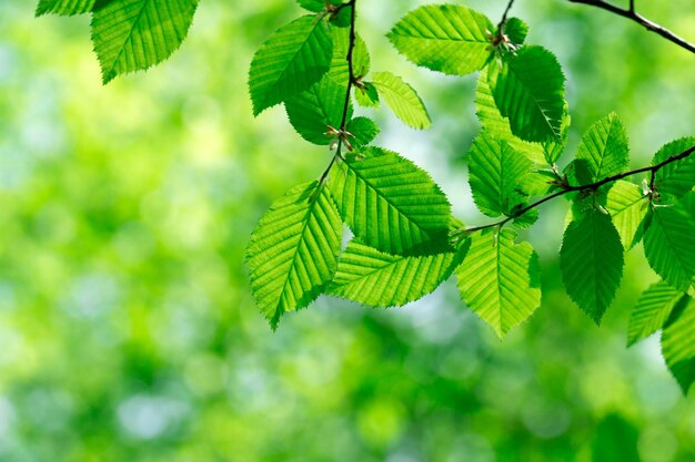 Folhas verdes na floresta de verão