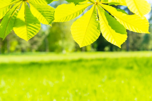 Folhas verdes na floresta ensolarada