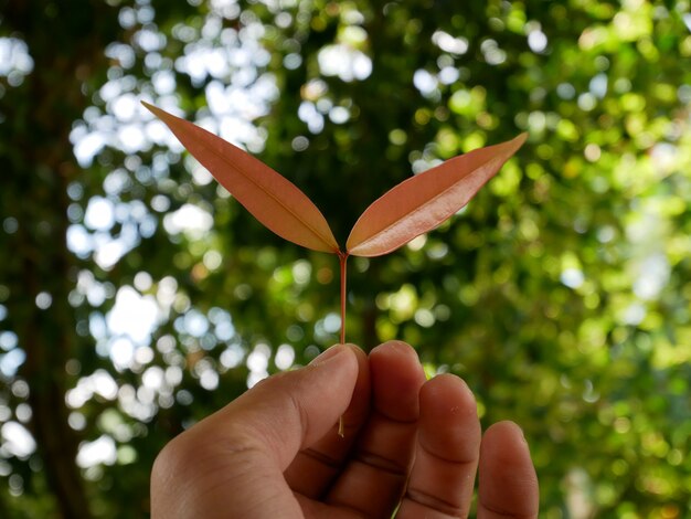 Foto folhas verdes na mão e fundo da natureza