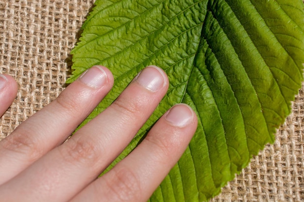 Foto folhas verdes na mão em lona