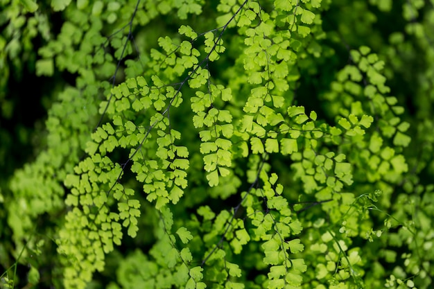 Folhas verdes na natureza. conceituado como pano de fundo.