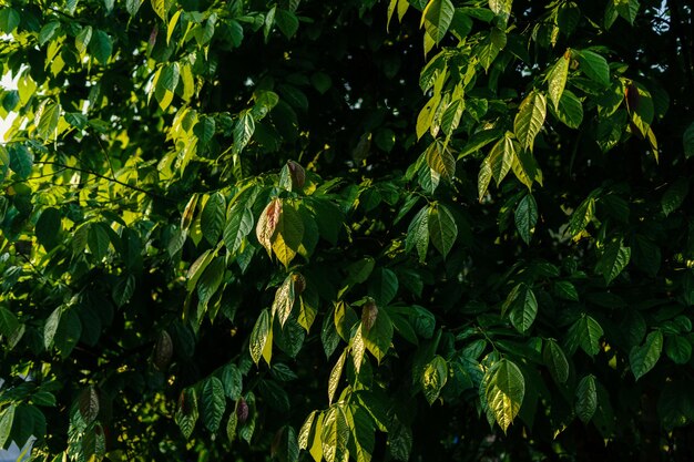 Folhas verdes na natureza no fundo da tarde de verão