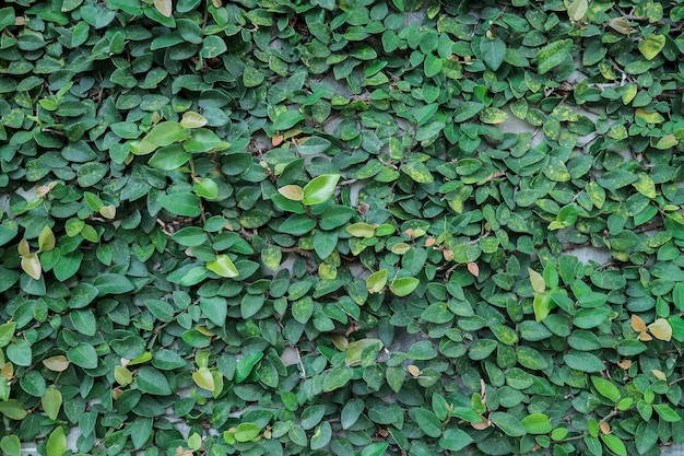 Folhas verdes na parede. planta ao ar livre na parede de cimento