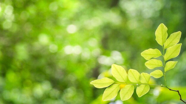 Folhas verdes naturais com borrão bokeh primavera ou verão fundo, conceito de ecologia