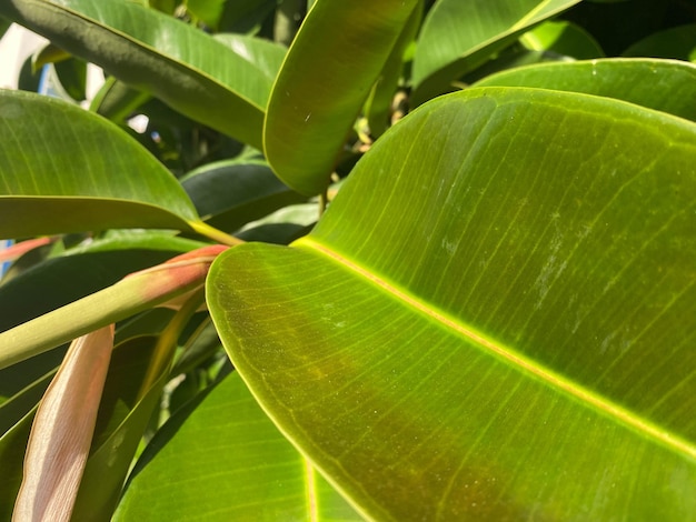 Folhas verdes naturais e lindas de árvores e arbustos em um resort tropical quente