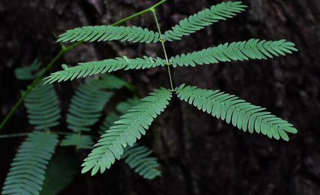 folhas verdes naturais para o fundo