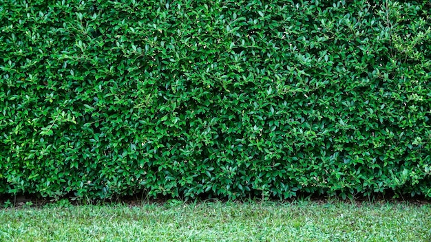 Foto folhas verdes naturais parede de cerca em jardim natural para a textura de fundo folhas de árvore é fundo fresco folhas verdes arbustos frondosos que crescem no gramado amigável com o meio ambientecloseup