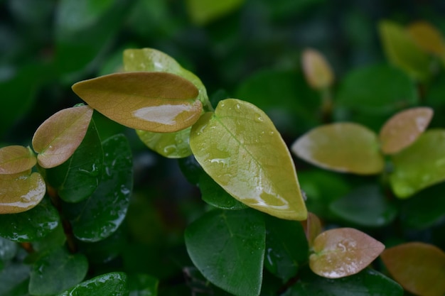 folhas verdes naturais verdes pela manhã