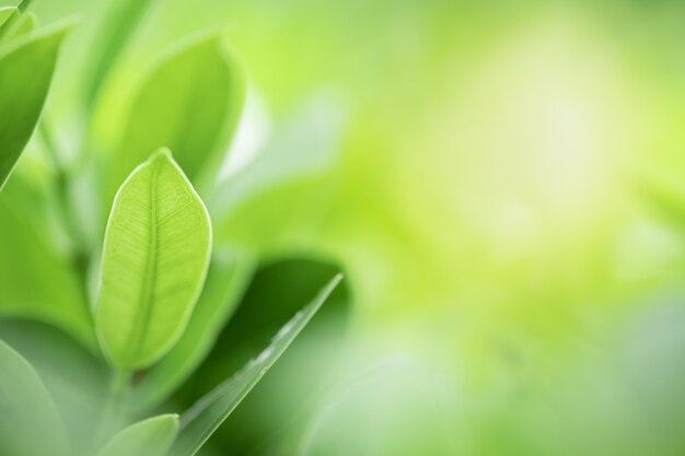 Folhas verdes no fundo da árvore turva vegetação