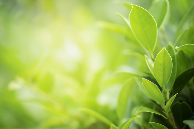 folhas verdes no fundo da árvore turva vegetação