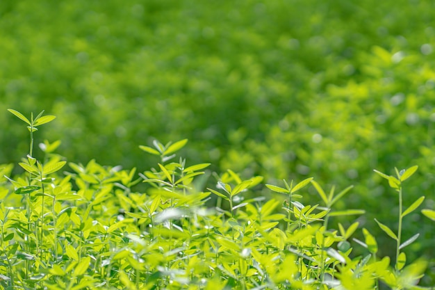 Folhas verdes no fundo da natureza