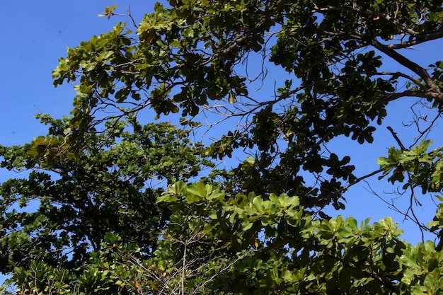 Folhas Verdes no fundo do céu azul